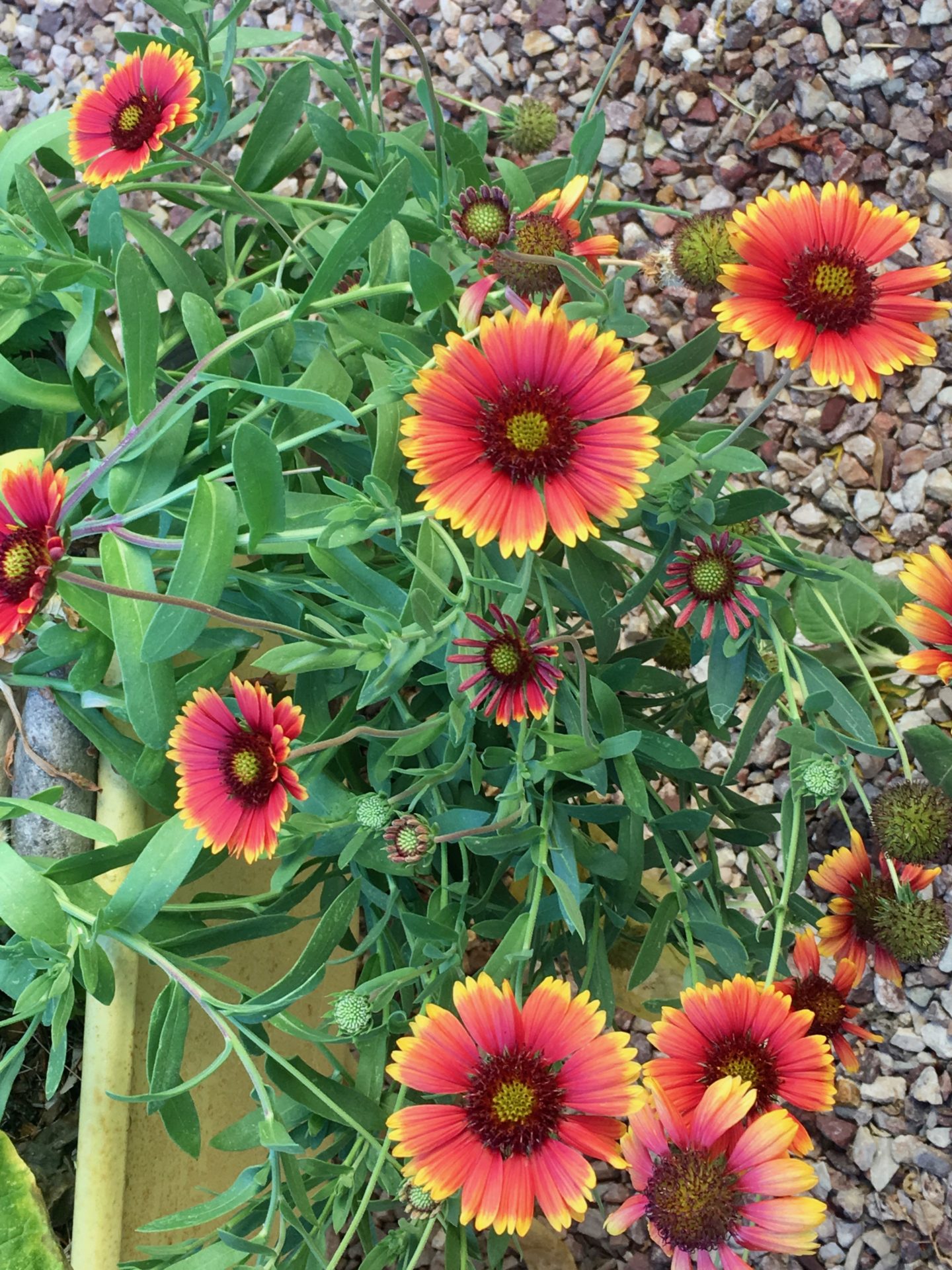 Spring Wildflower Collection Gardening in the Desert