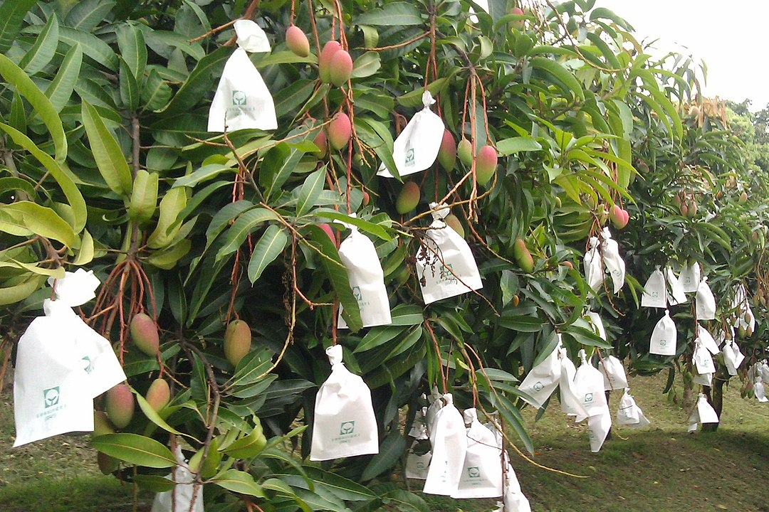Growing Mangoes, DIY Food Gardening
