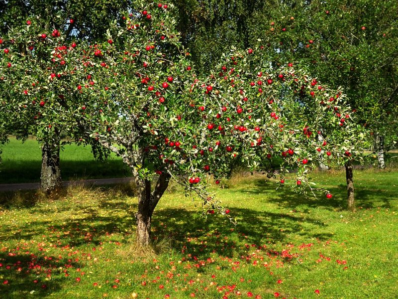 Apple trees deals
