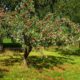 Apple Tree