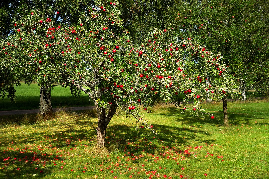 Image of Summer family sitting in shade of apple tree