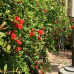 Pomegranate trees in bloom