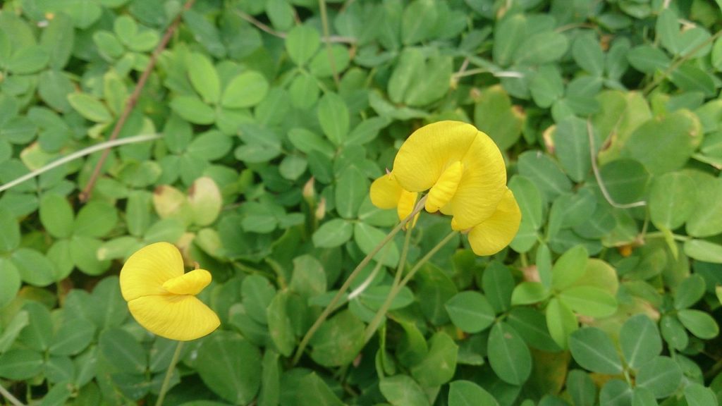 Peanut plants with yellow flowers