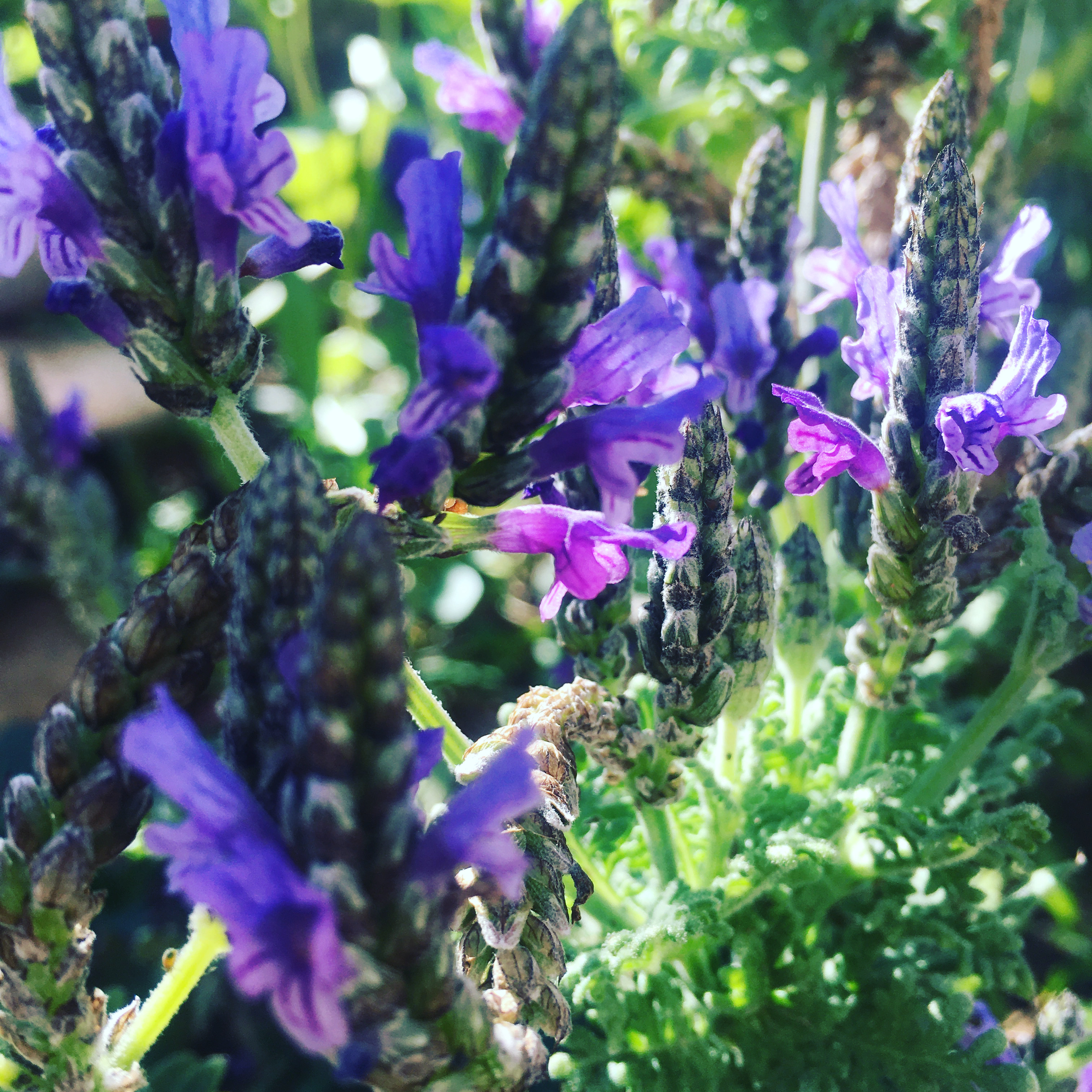 Shade-Tolerant Varieties of Lavender