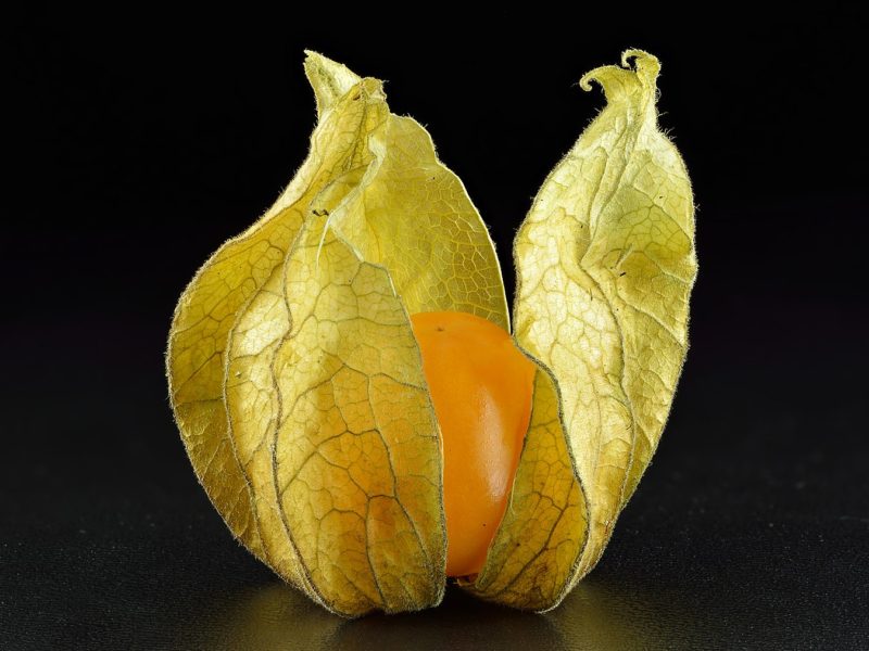 Ground Cherry