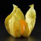 Ground Cherry