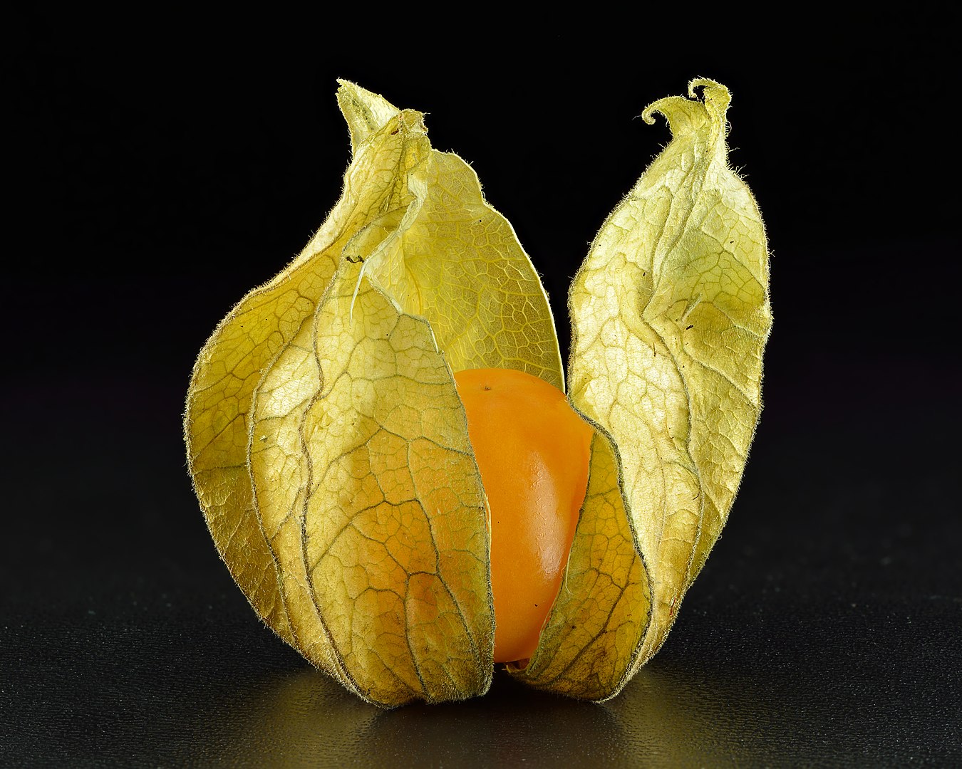 Ground Cherry