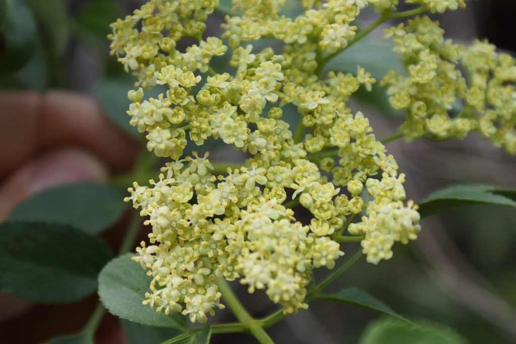 Mexican Elderberry