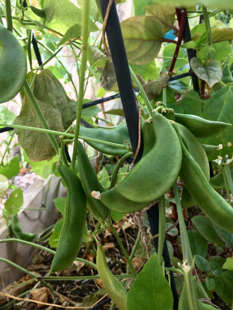 Inoculating garden legumes