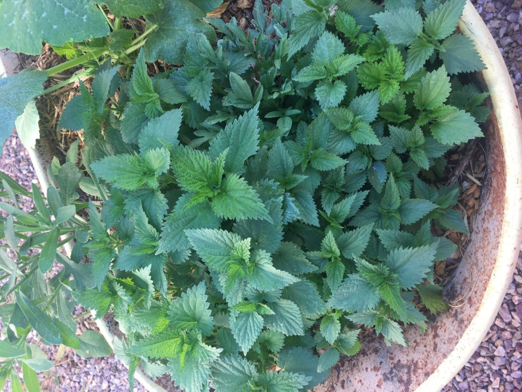 young-stinging-nettles