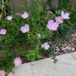 Mexican Primrose