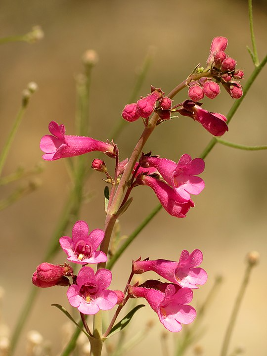 Penstemons