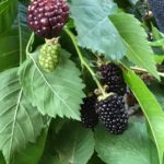 Blackberries