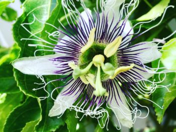Passionfruit in Bloom