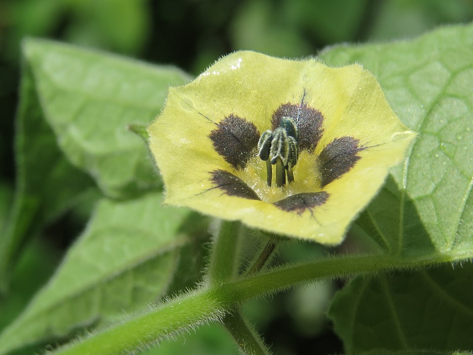 Cape Gooseberry Flower