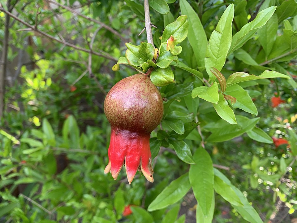 Pollinated pom