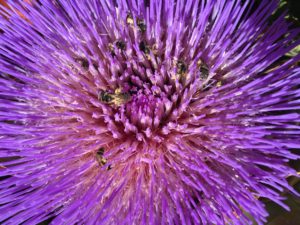 Artichoke Flower with many pollinators