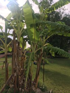 Banana patch