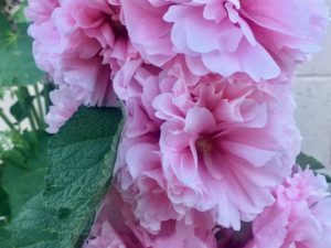 Blossom Pink Double Hollyhocks - (Alcea rosea)