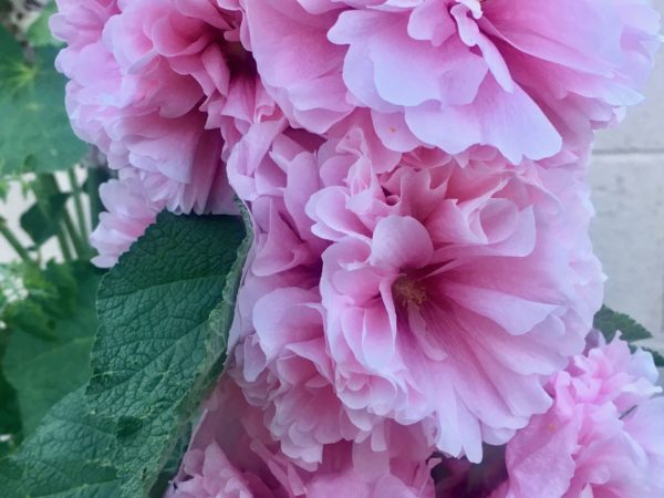 Blossom Pink Double Hollyhocks - (Alcea rosea)