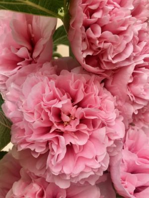 Fuschia Delight Hollyhocks - (Alcea Rosea)