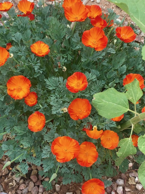 Spring Wildflower Collection - Image 4