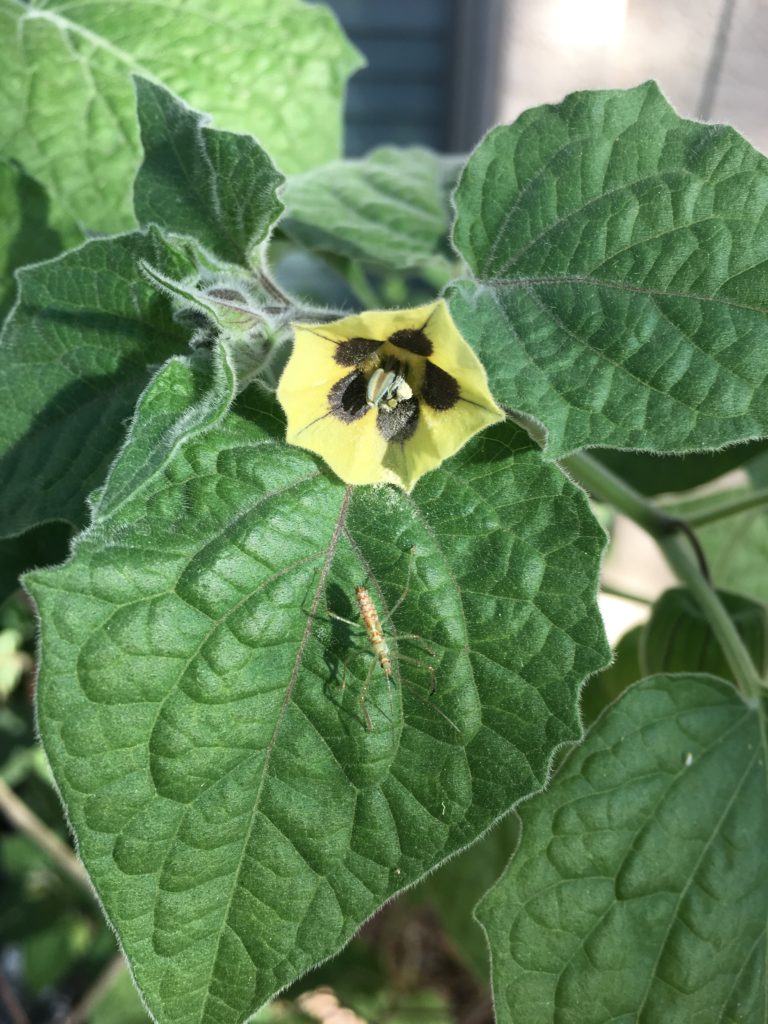 cape gooseberry flower