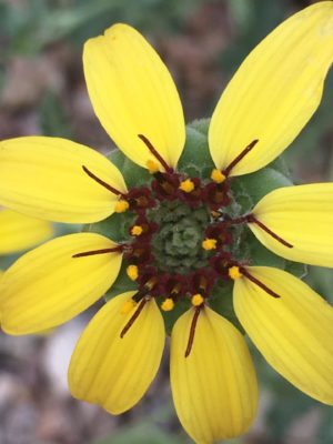 Chocolate Flower: (Berlandiera lyrata)