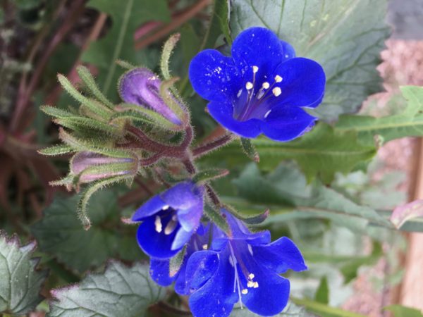 Spring Wildflower Collection - Image 3