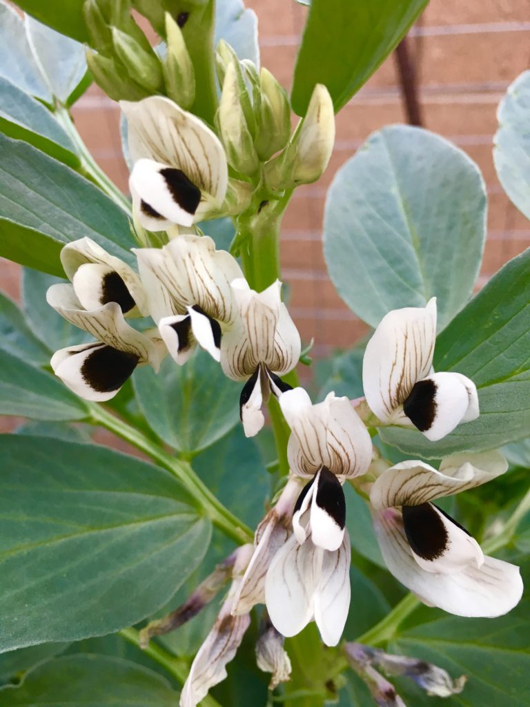 fava bean flowers