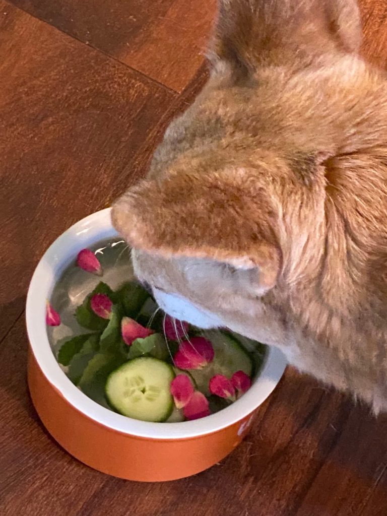 Whiski Enjoying Infused Spa Water