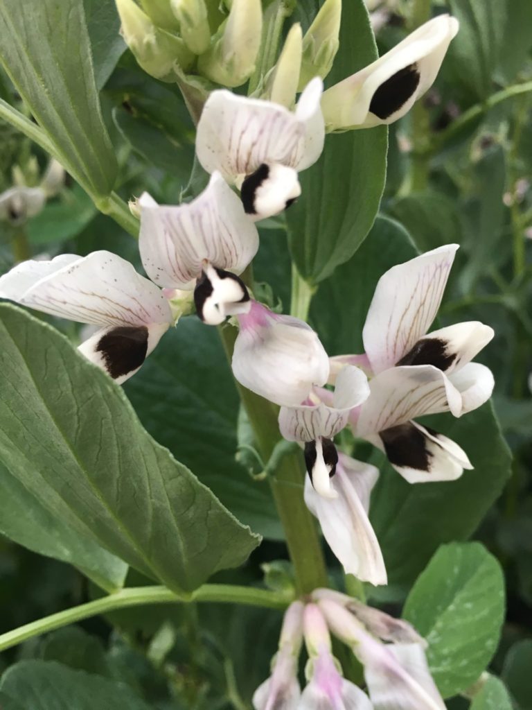 Fava Bean Flowers