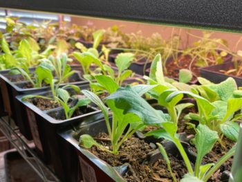 Growing Seedlings Under A Shop light