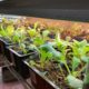 Growing Seedlings Under A Shop light