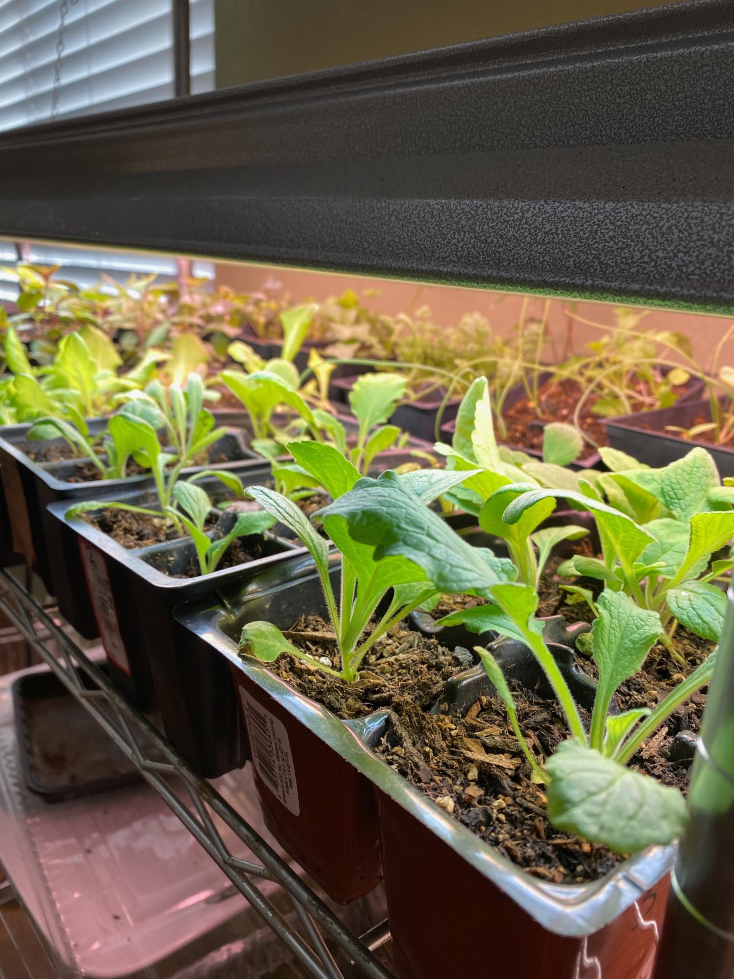 Growing Seedlings Under A Shop light