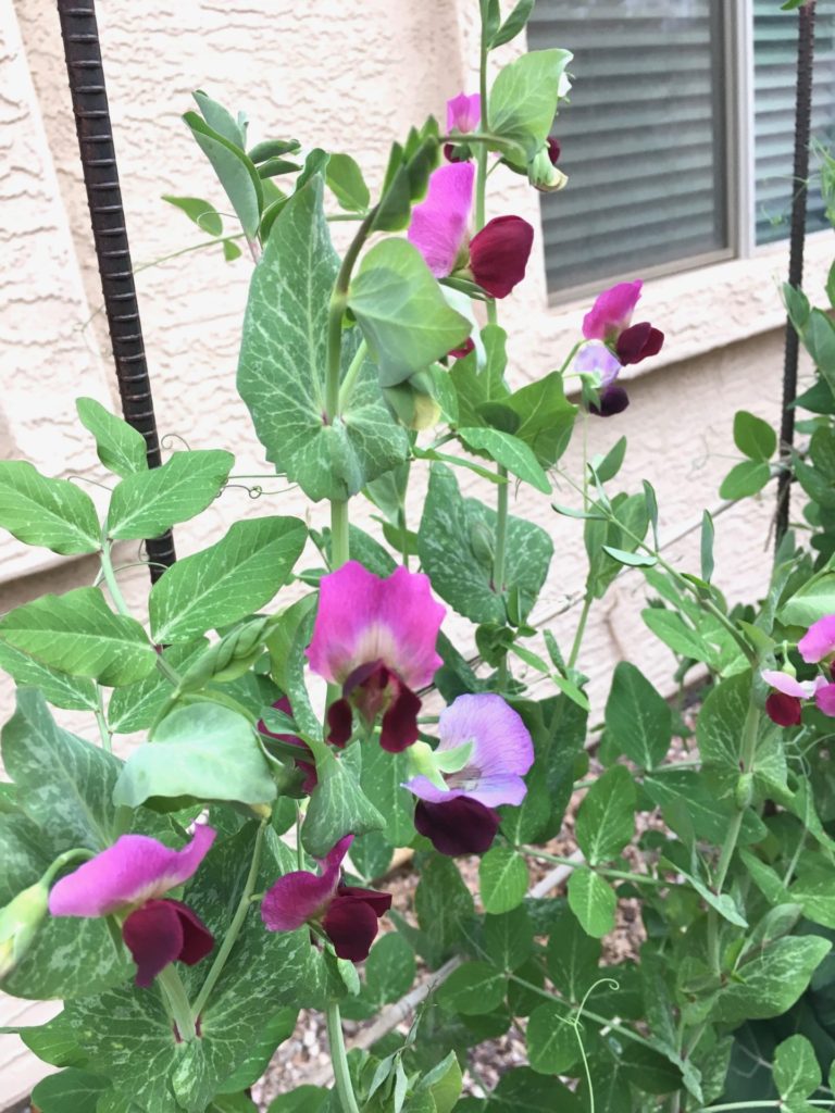 Limestone Pea