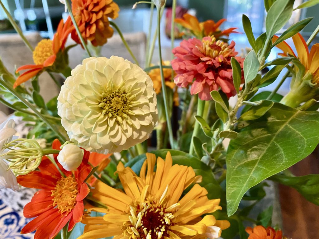 zinnias