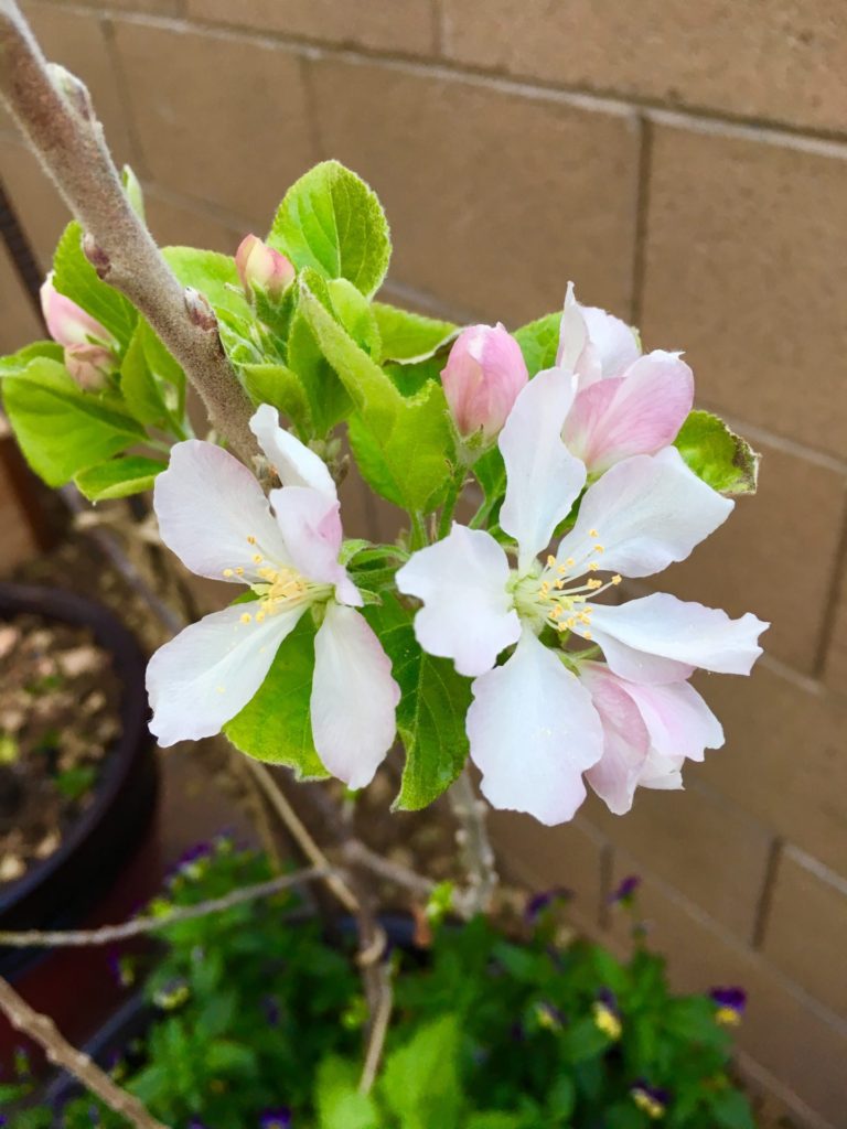 Apple Blossoms