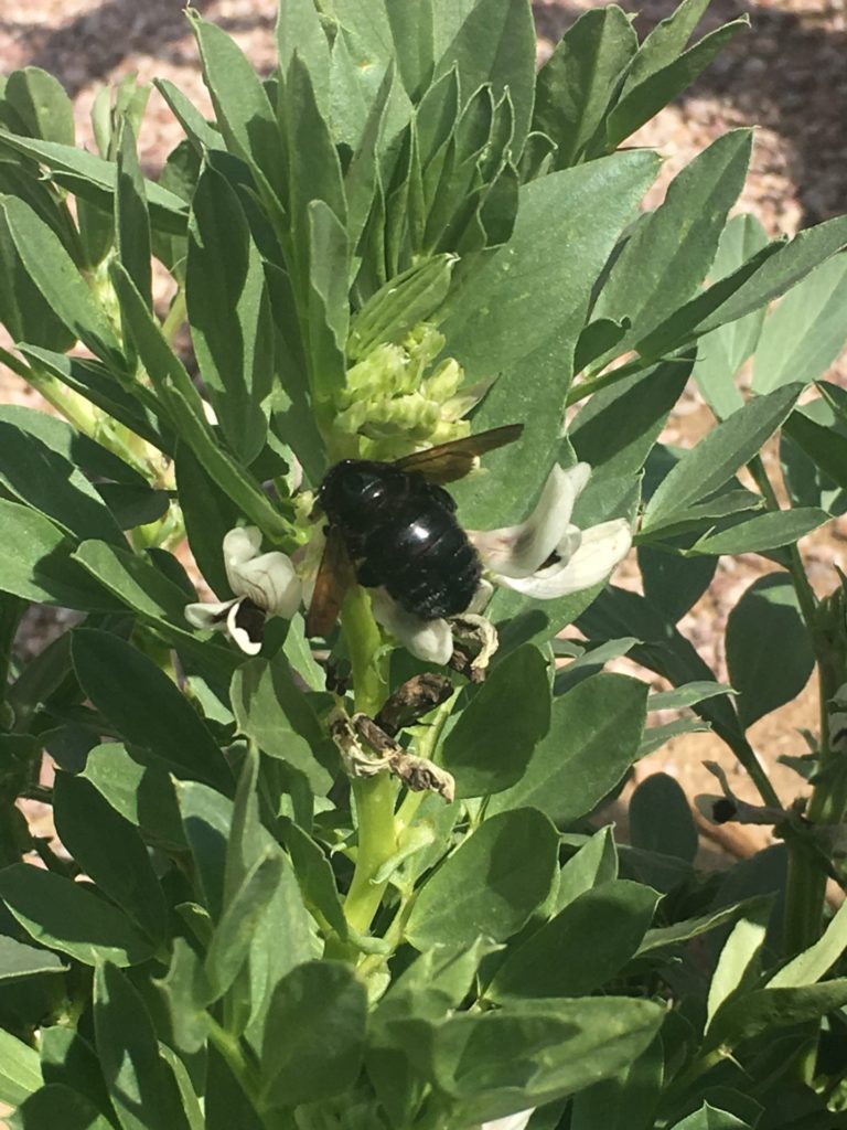 Carpenter Bee in February on Fava Bean Flowers