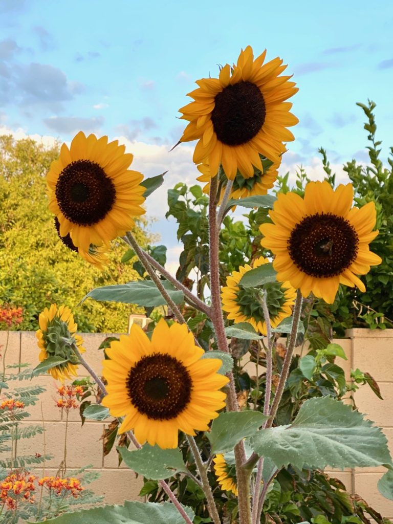 multi- stemmed sunflower
