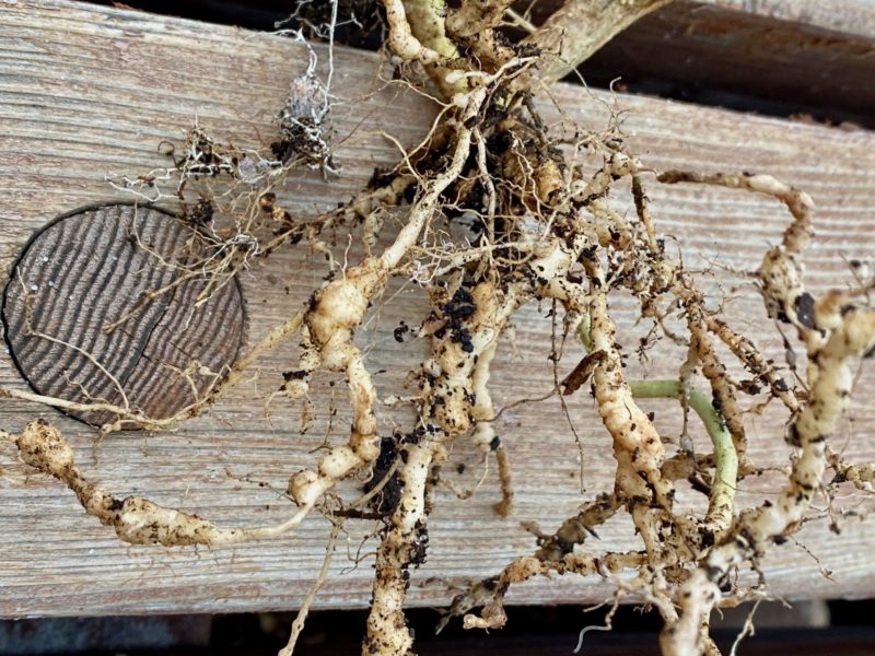 How to Control Root-Knot Nematodes