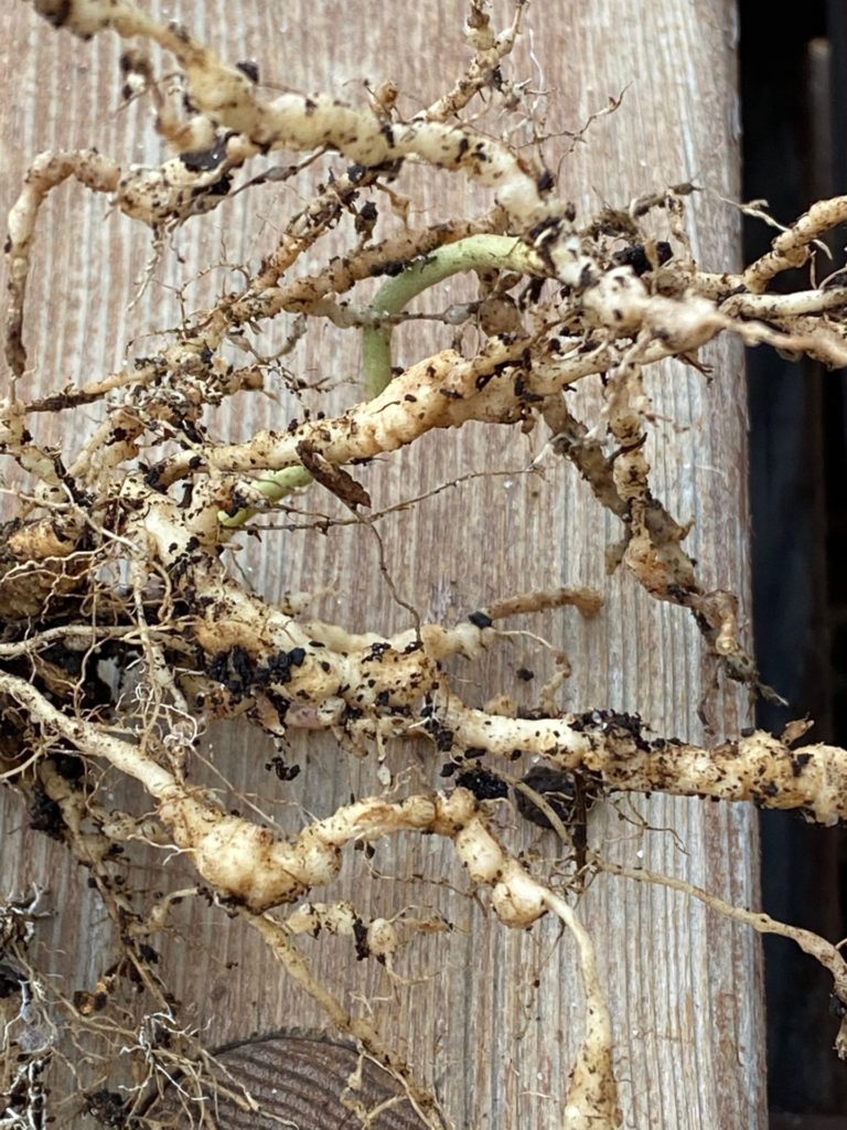 Tomato Roots infected with Root Knot Nematodes