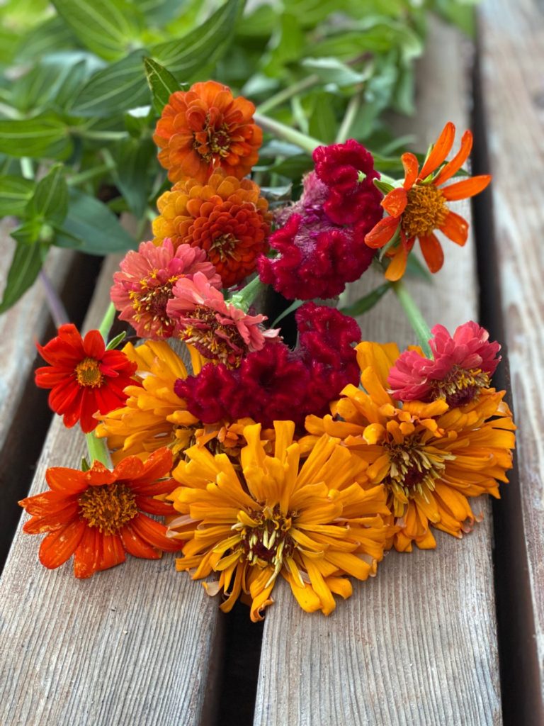 Zinnias and Celosia