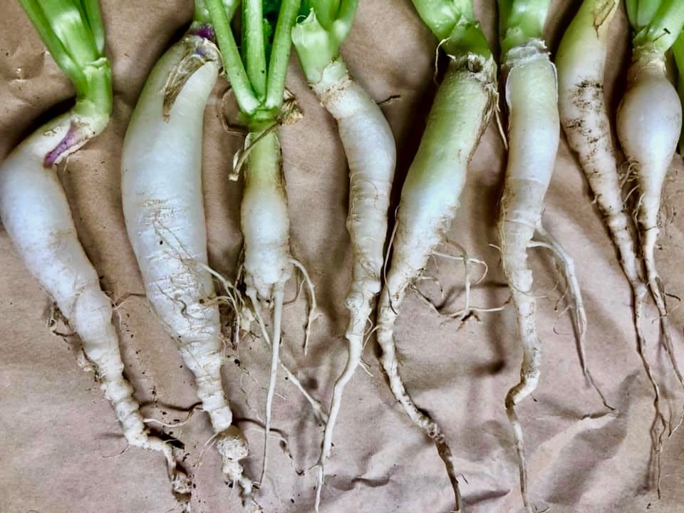 Radish Roots Infected with Root-Knot Nematodes