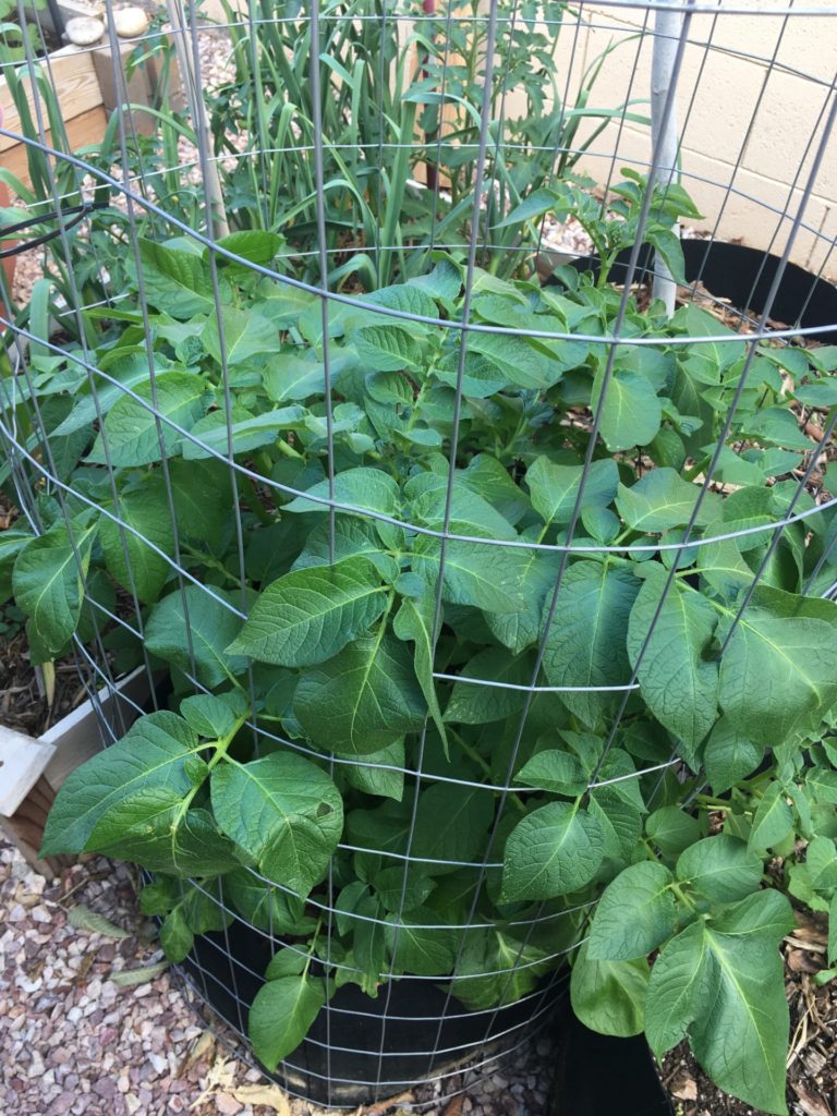 Potatoes Plants in a Grow Bag