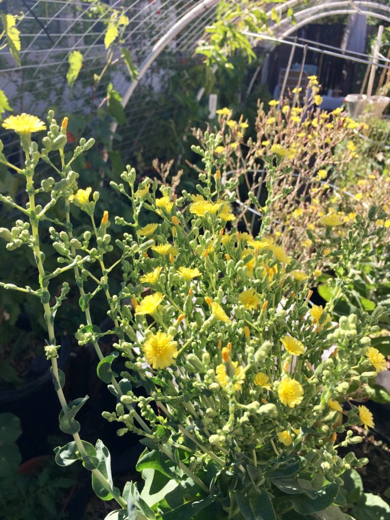 Lettuce going to seed