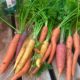 Homegrown Carrots