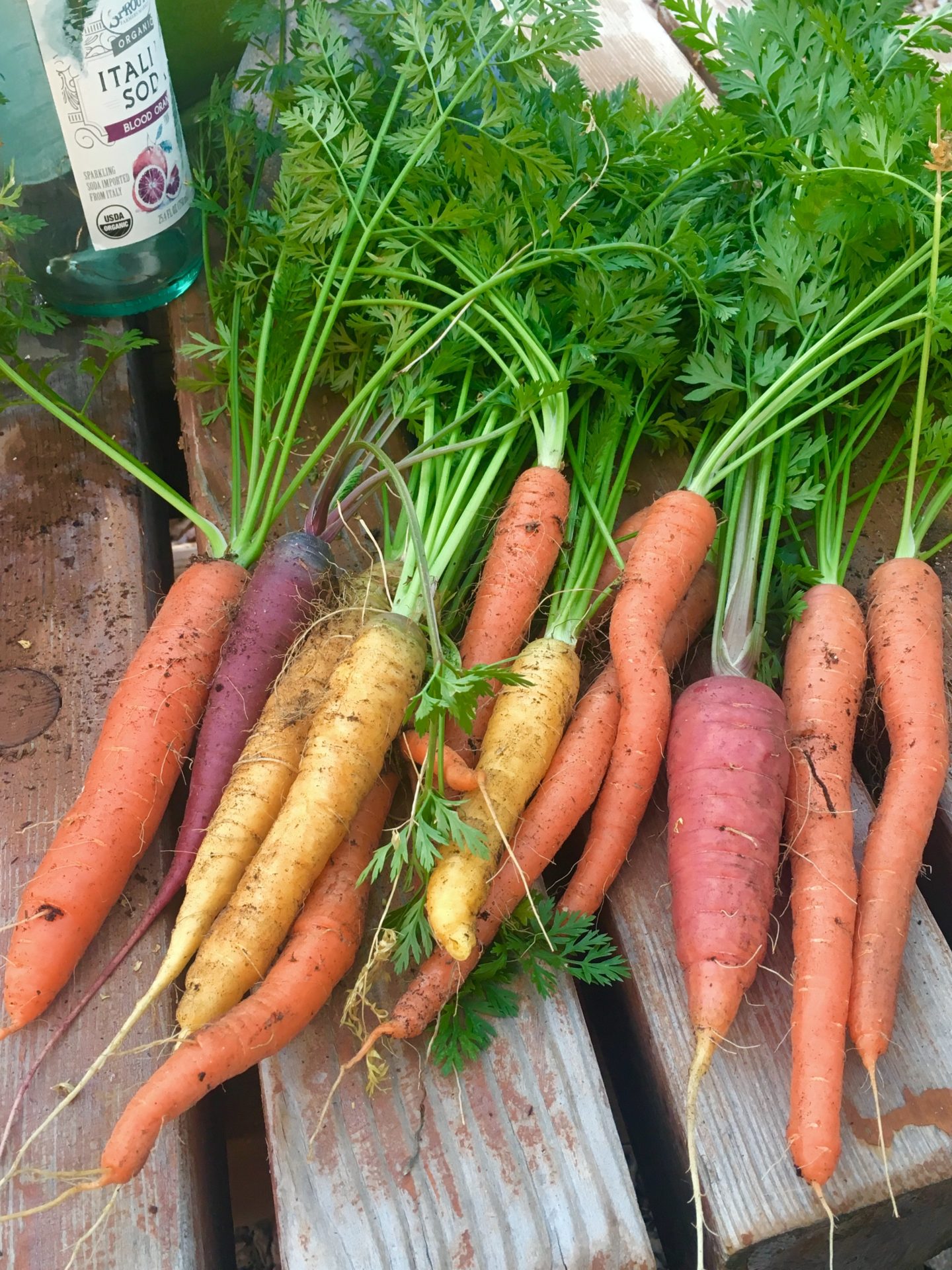 Homegrown Carrots
