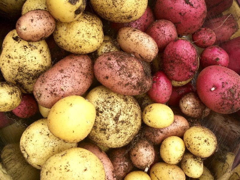 Home Grown Potatoes