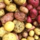 Home Grown Potatoes